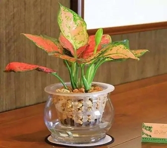 选花木租赁，宁波这家服务好到爆！